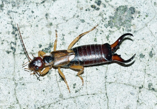 Earwig infestation example